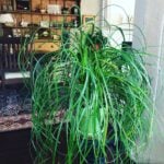 How to Grow Ponytail Palm or Beaucarnea Recurvata! featured-ponytail