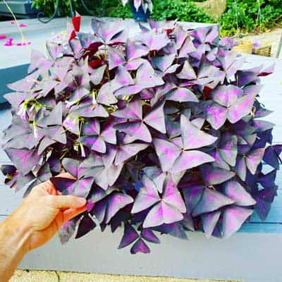 oxalis-triangularis