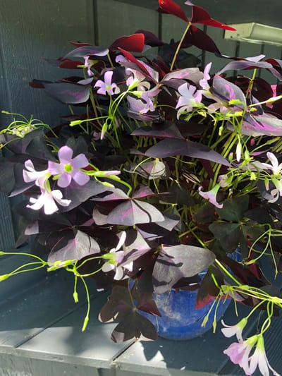 oxalis triangularis purple shamrock