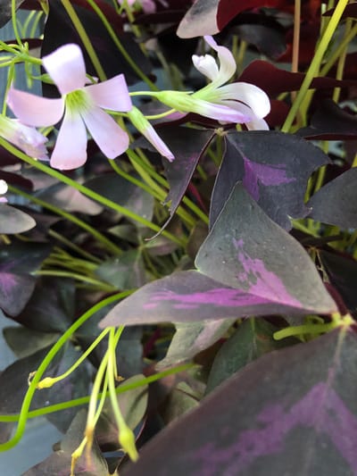 oxalis triangularis purple shamrock