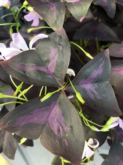 oxalis triangularis purple shamrock