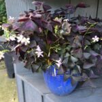 Beginner's Guide to Growing Oxalis Triangularis oxalis triangularis purple shamrock