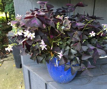 oxalis triangularis purple shamrock