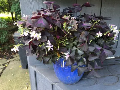oxalis triangularis purple shamrock