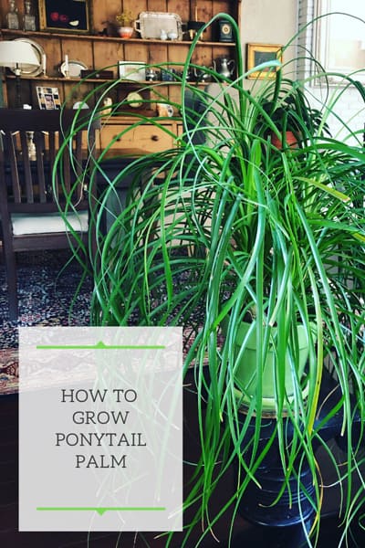 ponytail palm beaucarnea recurvata