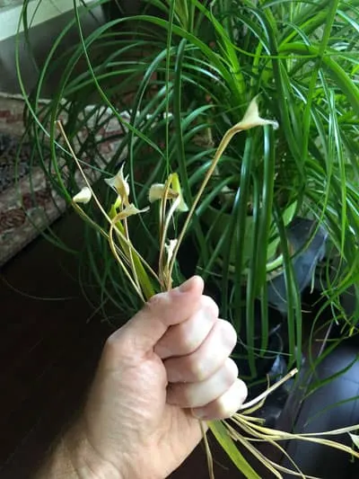 ponytail palm beaucarnea recurvata