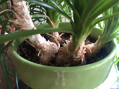 ponytail palm beaucarnea recurvata