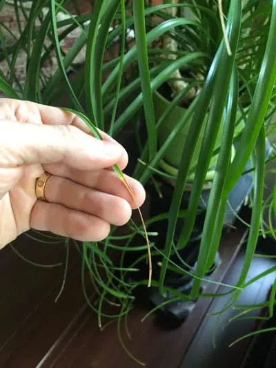 ponytail palm beaucarnea recurvata