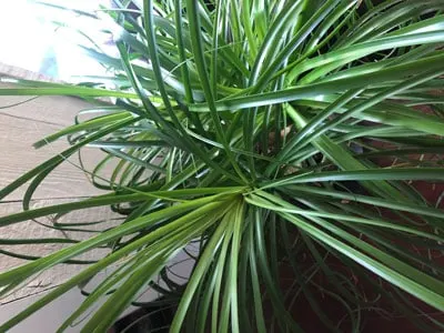 ponytail palm beaucarnea recurvata