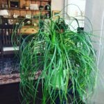 How to Grow Ponytail Palm or Beaucarnea Recurvata! ponytail palm beaucarnea recurvata