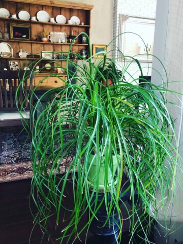 ponytail palm beaucarnea recurvata