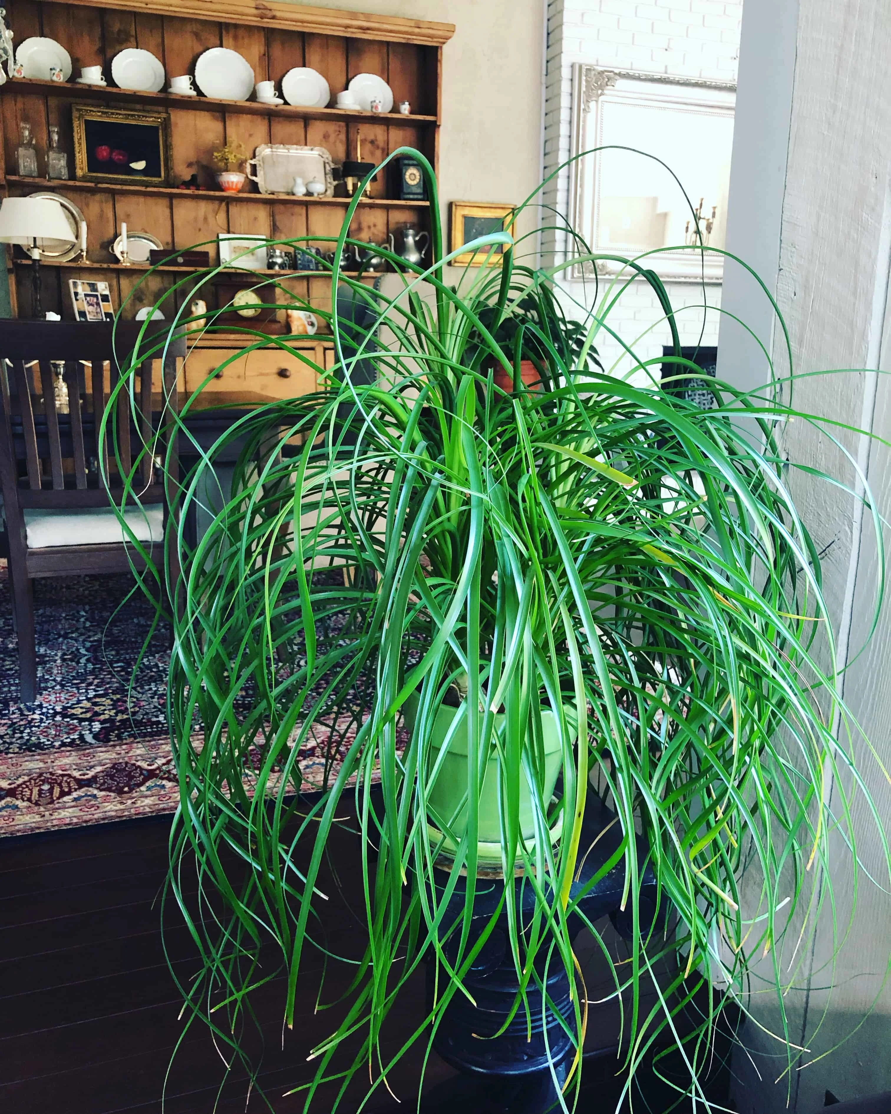 ponytail palm beaucarnea recurvata