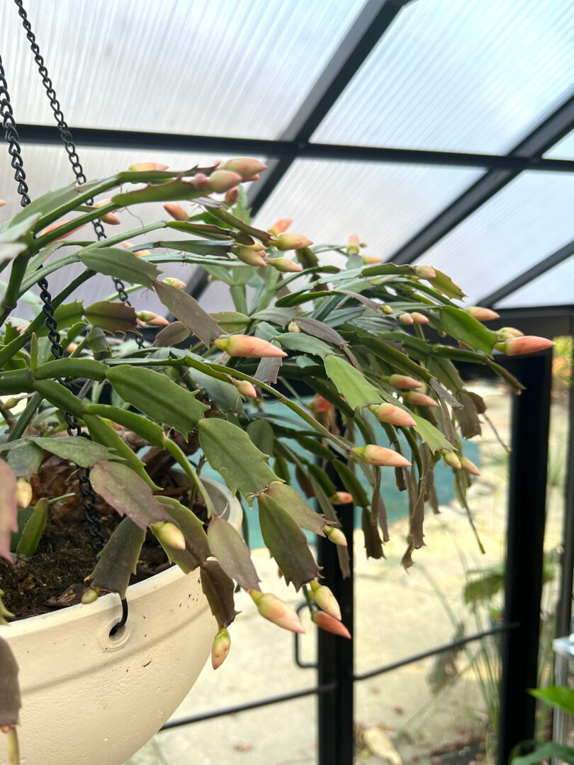 3 Secrets to Getting Christmas Cactus to Bloom + Care Tips