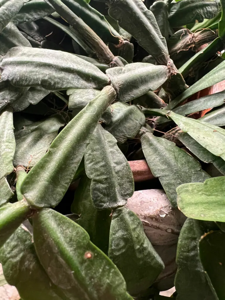 wrinkled-christmas-cactus