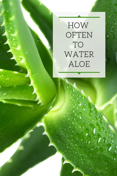 How Often You Aloe Plant? The Secret