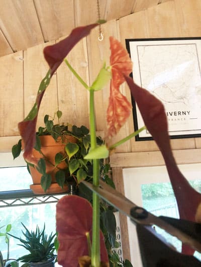 propagating begonia maculata