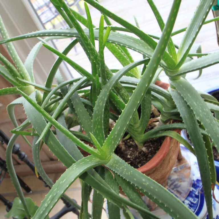 How Often Do You Water An Aloe Plant?  The 1 Secret