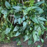 featured-monstera-adansonii
