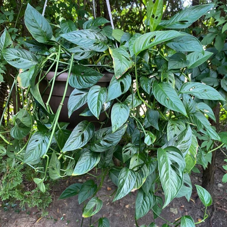 How to Grow Monstera adansonii: 7 Vital Growing Tips