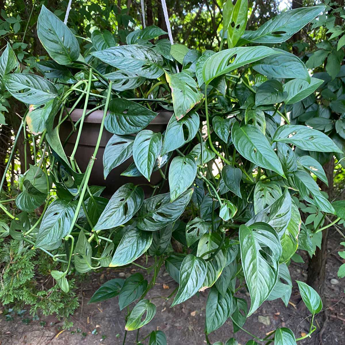 philodendron melanochrysum steckling Philodendron Melanochrysum Variegated – DingPlants