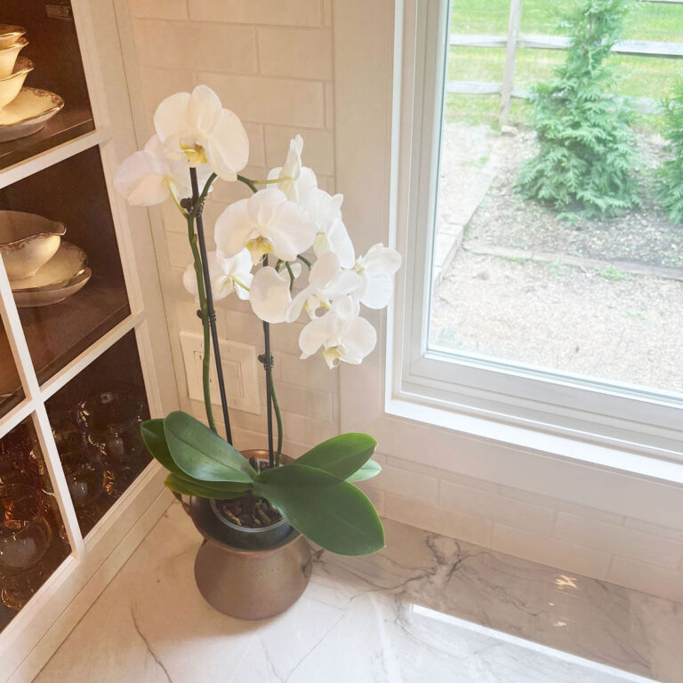 5 Reasons Why You Should NOT Water Orchids With Ice Cubes