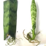 featured-sansevieria-propagation