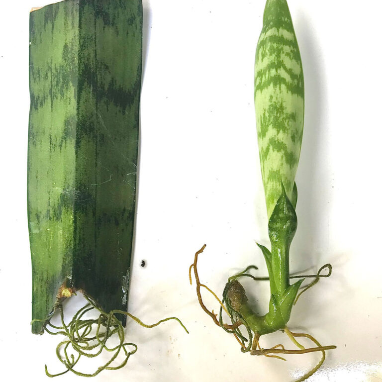 How to Propagate Snake Plant, or Sansevieria, in Water