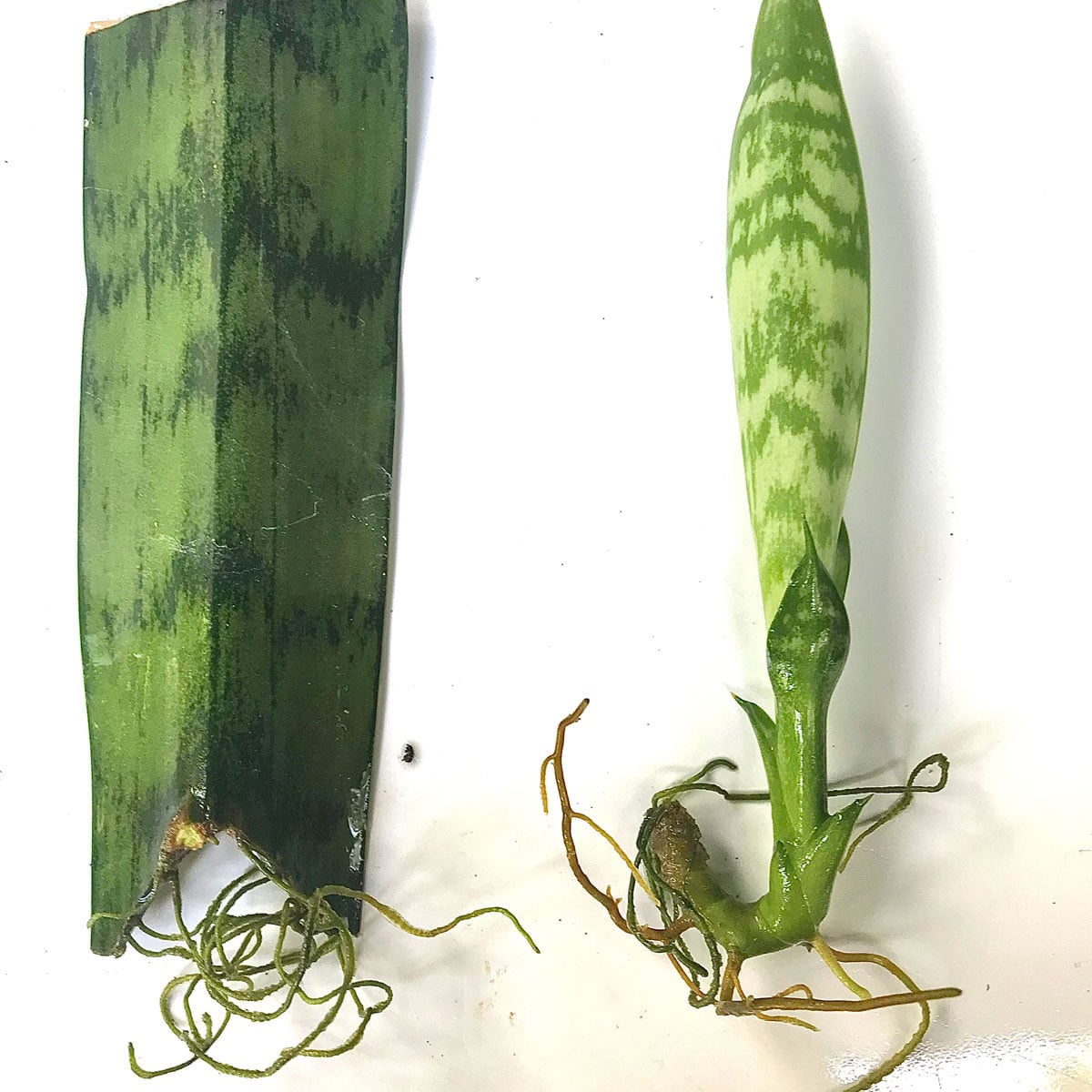sansevieria moonlight Sansevieria Moonshine main image 0