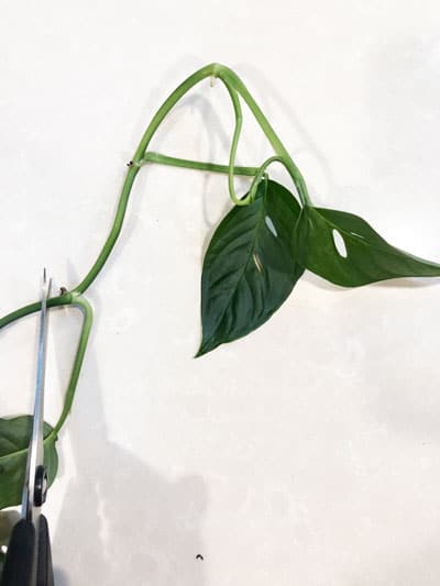 monstera adansonii propagation