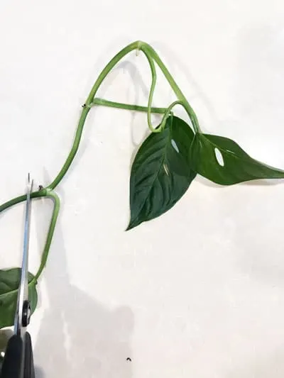 monstera adansonii propagation