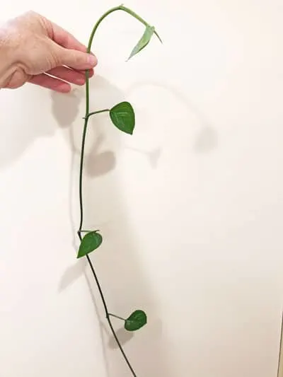 propagating monstera adansonii