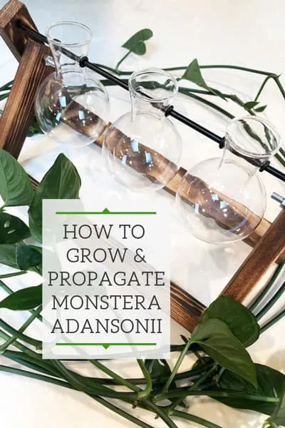 propagating monstera adansonii