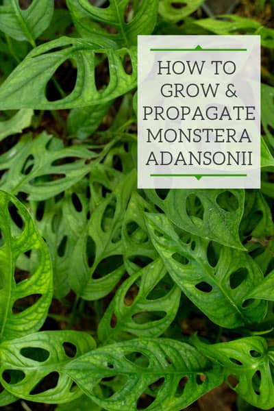 10 Reasons Your Monstera Adansonii Cutting Turning Yellow (& How to Fix)