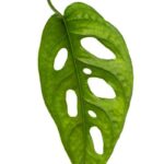 How to Grow Monstera adansonii: 7 Vital Growing Tips monstera adansonii