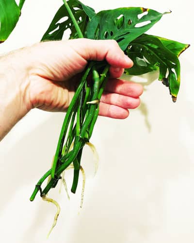 propagating monstera adansonii