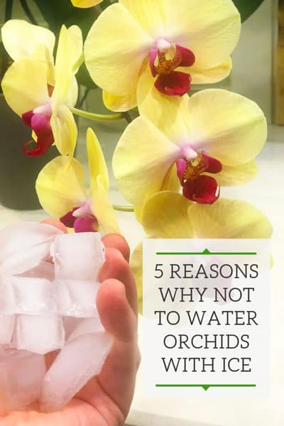 watering orchids with ice cubes