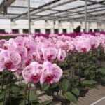 5 Reasons Why You Should NOT Water Orchids With Ice Cubes orchid ice cubes