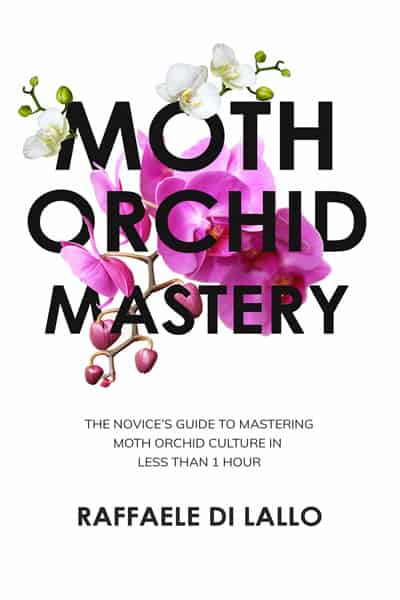 moth orchid mastery