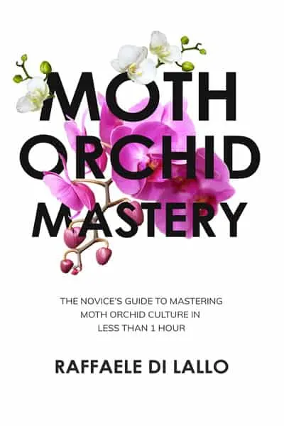 moth orchid mastery