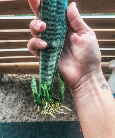 snake plant propagation in water