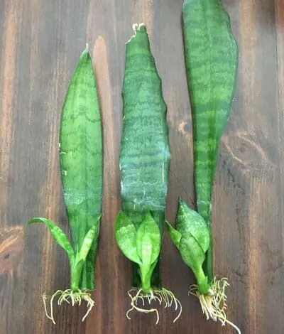 snake plant propagation in water