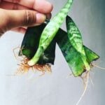 How to Propagate Snake Plant, or Sansevieria, in Water snake plant propagation in water