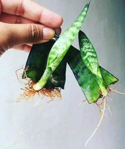 snake plant propagation in water