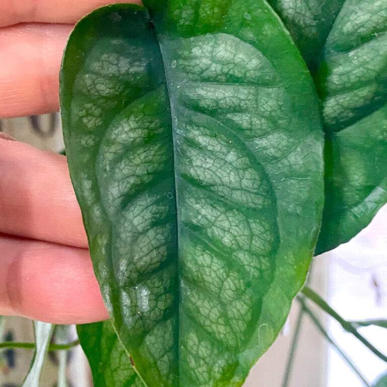 Monstera Siltepecana Care:  5 Best Tips for a Thriving Plant