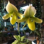 Paphiopedilum: One of the Best Low Light Orchids featured-paphiopedilum