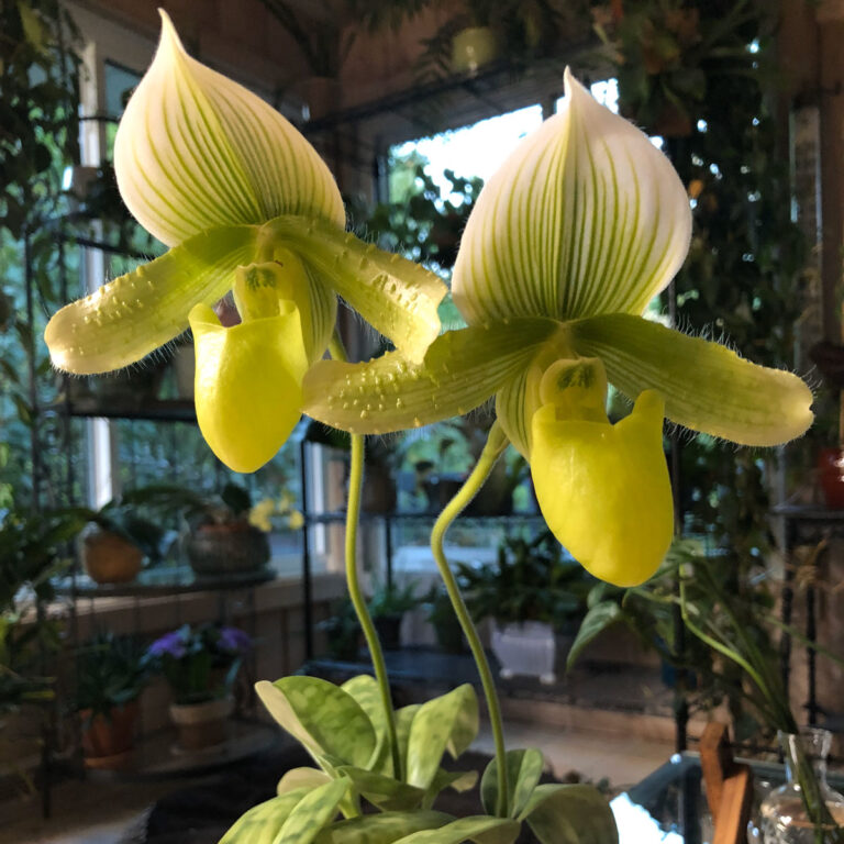 Paphiopedilum:  One of the Best Low Light Orchids