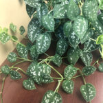 How to Grow Scindapsus Pictus - Silver Philodendron featured-scindapsus-east-window
