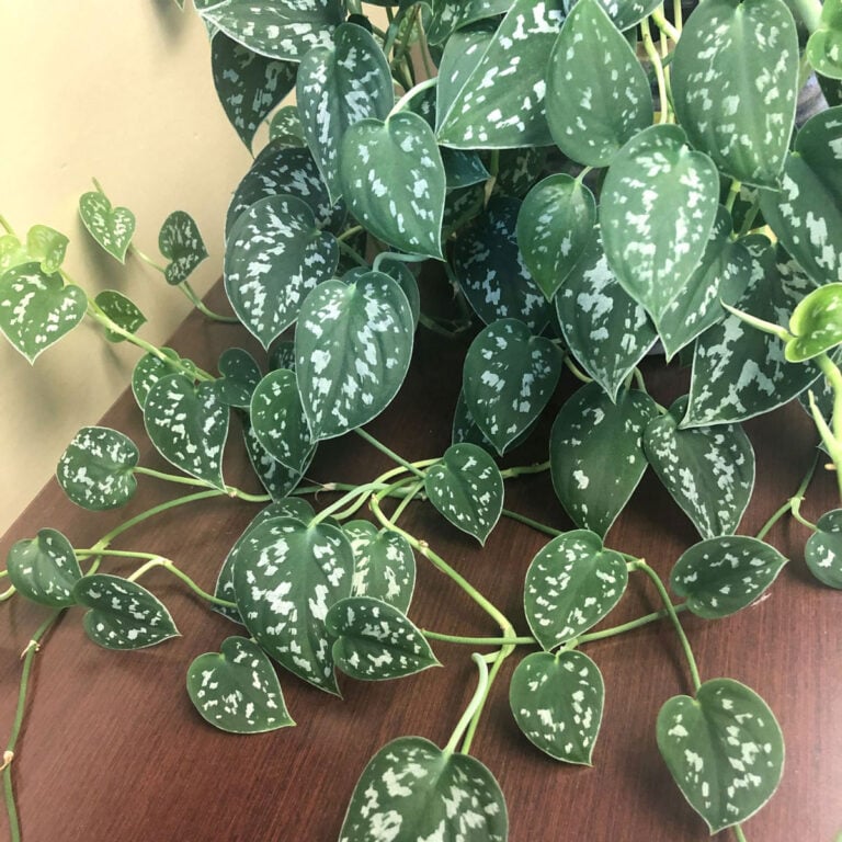 How to Grow Scindapsus Pictus - Silver Philodendron