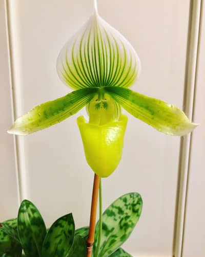 paphiopedilum care low light orchid