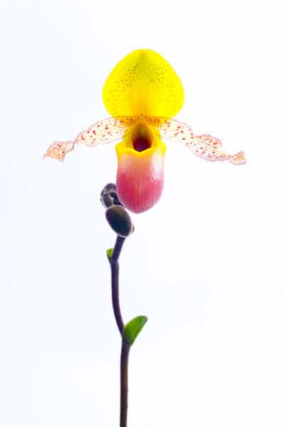 paphiopedilum care low light orchid